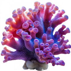 Fototapeta premium a colorful coral pink yellow color isolated on white background