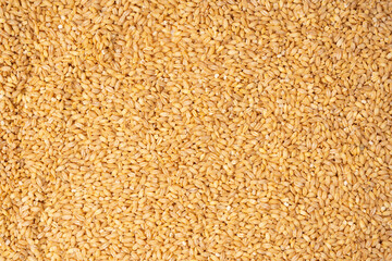 Wheat grain as a background. Top view.