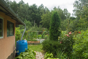 Blue rainwater barrel connected to a downspout on the side of a rural house, surrounded by lush...