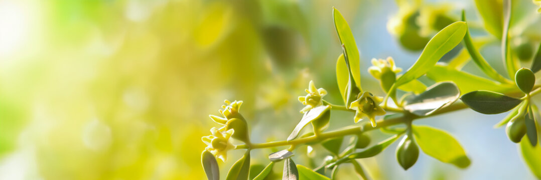 Macro shoot of jojoba twig with flowers on a sunny background. Concept of natural beauty, skincare ingredients, botanical studies, and springtime nature. Banner with copy space