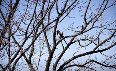 bird on tree