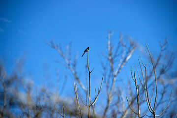 A bird sitting on the edge of a branch