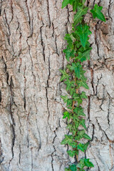 background tree bark texture with climbing vine