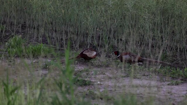 ripresa in tempo reale di due fagiani maschi in primo piano mentre litigano durante la stagione degli accoppiamenti, vicino ad un campo agricolo, in campagna, in estate, di sera