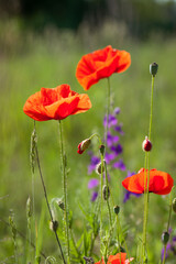 Obraz premium poppies. delicate petals of red poppies in the sun. background with red poppy flowers. Beautiful red poppy flower and buds isolated on a light background. wild flower, beauty in nature. close-up