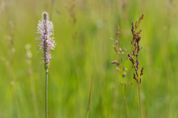Delicate background with meadow grass and beautiful spikelets. spring season, natural texture of green grass. blooming field spikelets in green grass. close-up blurred background. Phleum pratense.