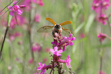 Melolonthinae. Cockchafer Melolontha Scarabaeidae. a large insect in the wild. garden pest. May beetle takes off from a flowers of Viscaria Vulgaris. macro nature. spring meadow