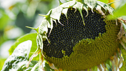 sunflower seeds closeup. Sunflower flower with ripe seeds, isolated. Ripe sunflower. Place for your...