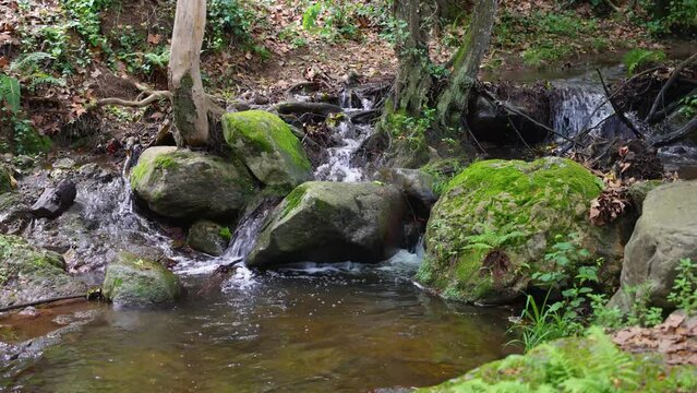 R&iacute;o fluyendo por el bosque. Riera de Gualba, Montseny