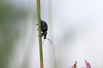 Curculionidae. Black vine weevil, Otiorhynchus sulcatus. Tribe Otiorhynchini. Subfamily Broad-nosed Weevils, Entiminae. pest in the garden, insect in nature. Family Curculionidae. Spring garden.