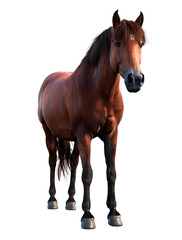 Fototapeta premium Horse isolated on transparent background, wild life concept, realistic illustration, generative ai