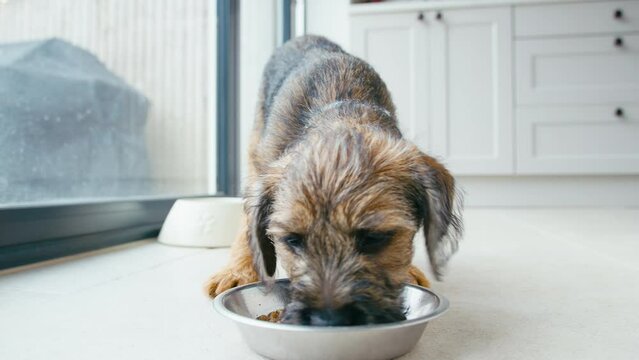 Close up of Border Terrier puppy eating dry dog mixed with water from bowl on kitchen floor - shot in slow motion