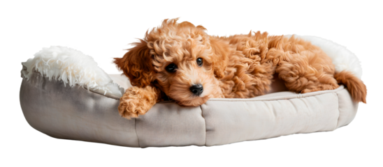 Toy Poodle dog lying in bed, isolated on transparent background, pet concept, realistic illustration, generative ai
