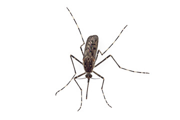 top view of a female mosquito, Culiseta annulata, isolated on white background