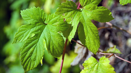 hop leaves. Humulus. green leaves of a climbing plant. natural autumn background, leaves close up. light, bright hop leaves. space for text. macro photo