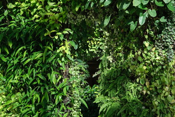 Obraz premium wall of green leaves