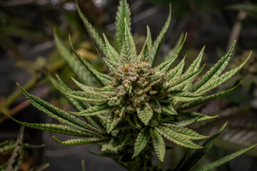Califunk variety of light green flower of marijuana with ripe blooms