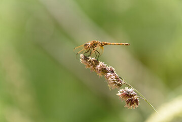 African red dragonfly, Trithemis kirbyi, located in fields in northern Spain