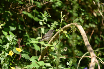 little gray bird passed on a branch among the brambles