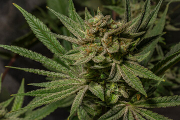 Califunk variety of light green flower of marijuana with ripe blooms