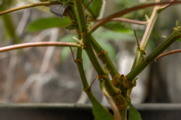 Califunk variety of light green flower of marijuana with ripe blooms