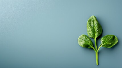  A tight shot of a verdant leafy plant against a tranquil blue backdrop Ideal for inserting text or an image at the leaf's base