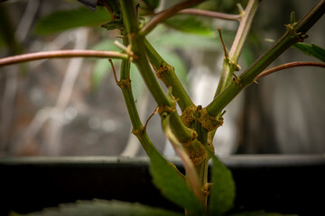 Califunk variety of light green flower of marijuana with ripe blooms