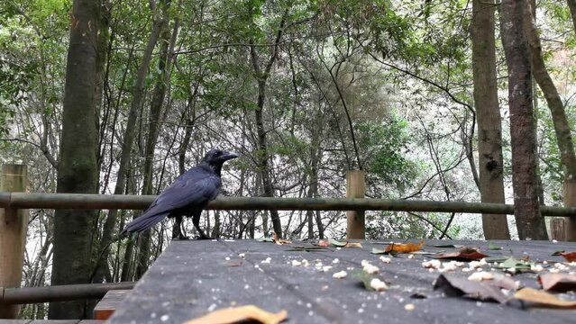 Wild crows in the forest of Los Tilos on the island of La Palma