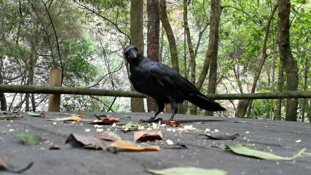 Wild crows in the forest of Los Tilos on the island of La Palma