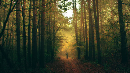 Naklejka premium Autumn forest nature. Vivid morning in colorful forest with sun rays through branches of trees. Mystical forest.
