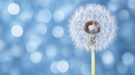  A close-up of a dandelion against a blue backdrop, featuring a softly blurred dandelion image in the foreground, and a subtly blurred blue