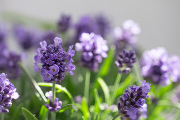 lavender flowers in the summer garden