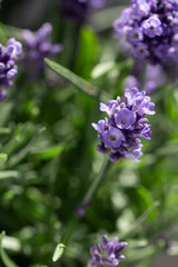 Obraz premium lavender flowers in the summer garden