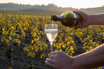 Tasting of grand cru sparkling brut white wine champagne on sunny vineyards of Cote des Blancs in village Cramant, Champagne, France, pouring of wine