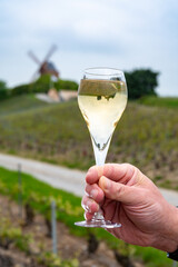 Tasting of brut champagne sparkling wine outdoor with view on pinot noir gran cru vineyards of famous champagne houses in Montagne de Reims by Verzenay, Champagne, France