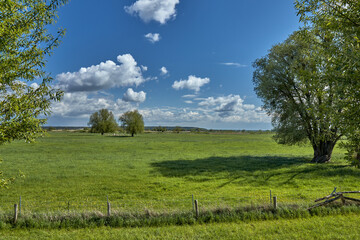 landscape with a tree