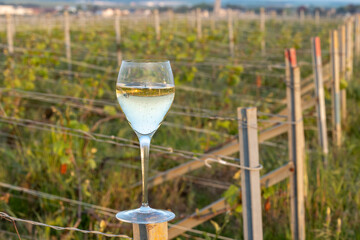 Tasting of grand cru sparkling brut white wine champagne on sunny vineyards of Cote des Blancs in village Cramant, Champagne, France, glass of wine on vineyard