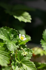 white strawberry flower in the garden in summer