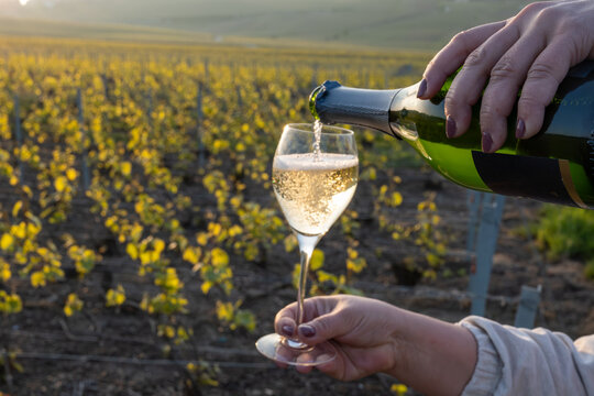 Tasting of grand cru sparkling brut white wine champagne on sunny vineyards of Cote des Blancs in village Cramant, Champagne, France, pouring of wine