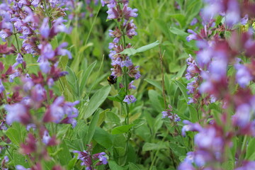 Obraz premium bumblebee on a flower in a garden