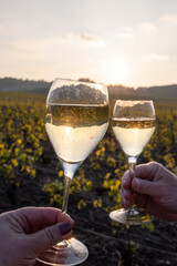 Tasting of grand cru sparkling brut white wine champagne on sunny vineyards of Cote des Blancs in village Cramant, Champagne, France, glasses of wine in hands