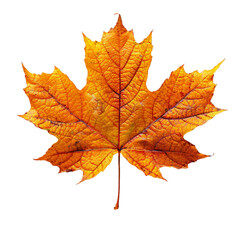 Botanical Beauty, Admiring the Intricate Veins and Delicate Texture of Maple Leaves, Transparent Background