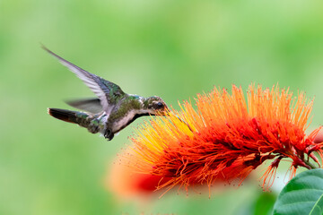 Close up of Black-throated Mango hummingbird feeding on a bright orange flower in a garden
