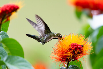 Black-throated Mango hummingbird drinking nectar from tropical orange flower.