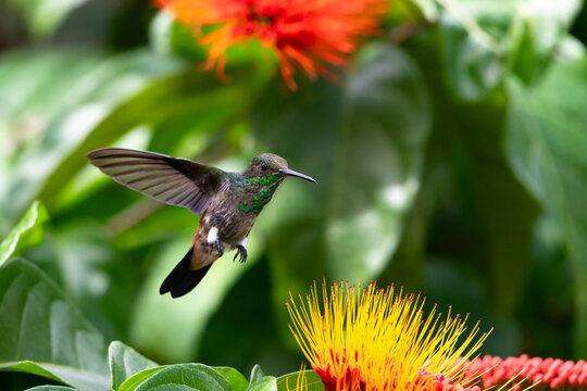 A Young Copper Rumped Hummingbird Flying In A Bush With Flowers Looking For Nectar.