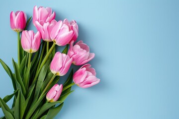 Obraz premium Fresh pink tulips arranged in a bouquet against a bright blue background