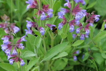 bumblebee on a flower