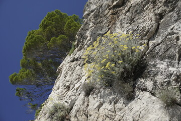 Rocks in Italy on the seashore. Yellow flowers and pine against a blue sky.