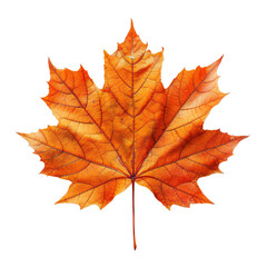 Obraz premium Maple Leaf, Creating Tranquil Sanctuaries with Fresh Maple Leaves, Transparent Background