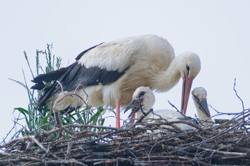 Ciconia ciconia aka White Stork is sitting in the nest with her newborn babies. Nest is located on electric pole.